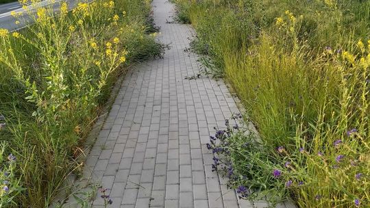 Piesi chodzą jakby po rowach