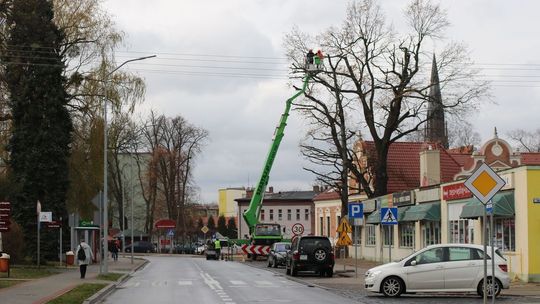 Piły pracują, a gałęzie lecą
