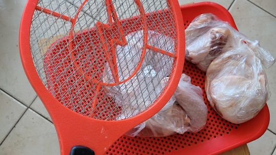 Plaga much i komarów nawiedziła Gryfino Plaga much i komarów nawiedziła Gryfino