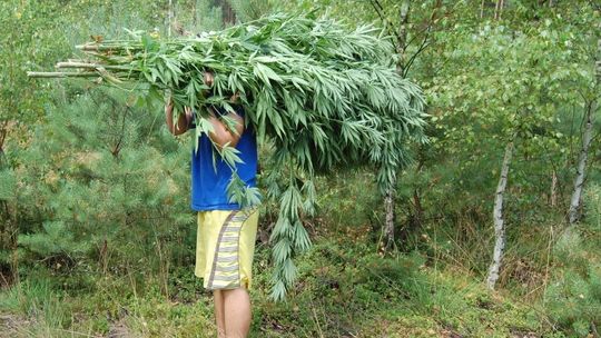 Plantacje konopi ukrywają w lasach