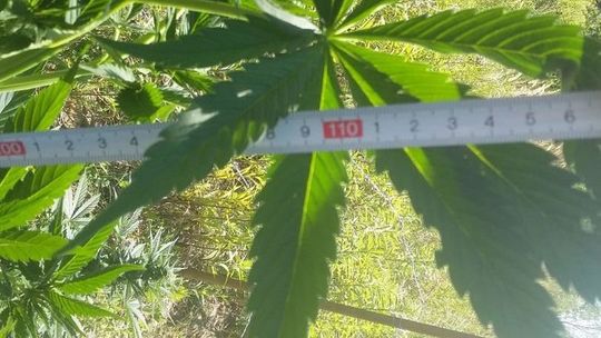 Plantację prawie 100 krzewów konopi zlikwidowali nasi policjanci