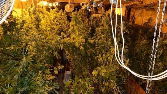 Plantatorzy konopi nie mogą spać spokojnie