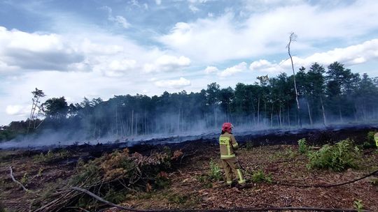 Płonął las Płonął las