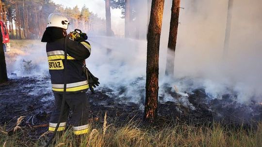 Płonął las w Nowym Czarnowie