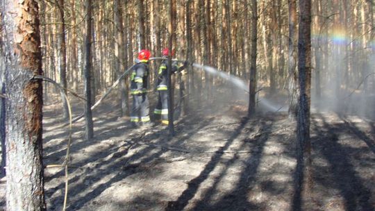 Płonie las na południu powiatu
