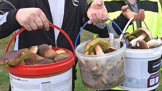 Po deszczach nastąpił wysyp grzybów