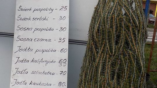 Po ile choinki w Gryfinie