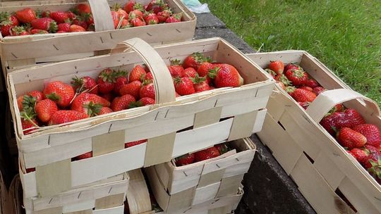 Po ile truskawki? Po ile czereśnie?