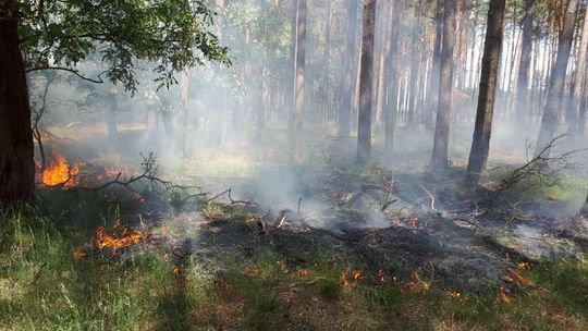 Po pokazie fajerwerków pali się las