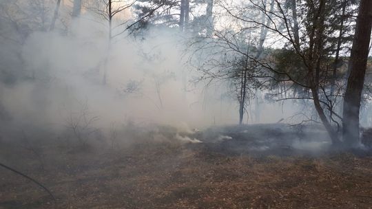 Poażar lasu. Społonęło już 51 ha