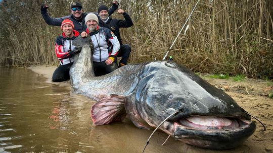Olbrzymi sum po 1,5 h walki. Pobili rekord świata, który wynosi obecnie prawie 3 metry