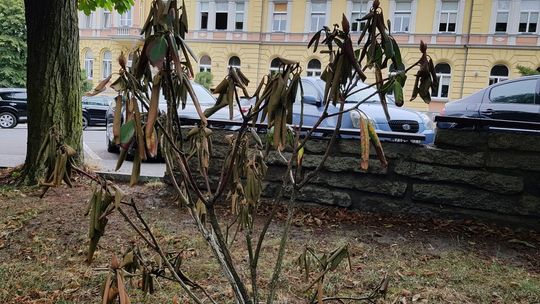 Pod oknem burmistrza kwiaty i krzewy uschły pomimo deszczu 