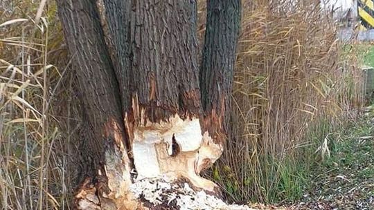 Podgryzione przez bobry drzewa mogą spaść na parking - ostrzega czytelniczka