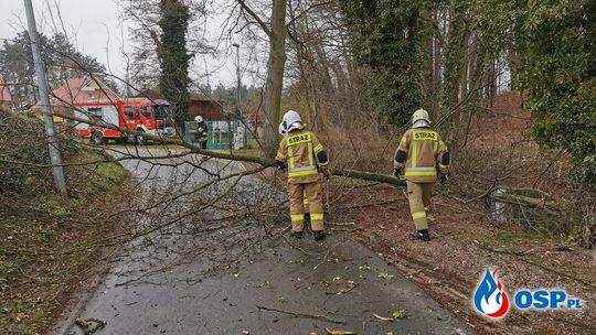 Podgryzione przez bobry drzewo stanowiło zagrożenie dla użytkowników drogi