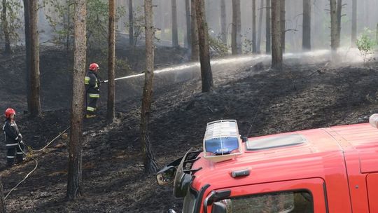 Podpalił las w kilku miejscach