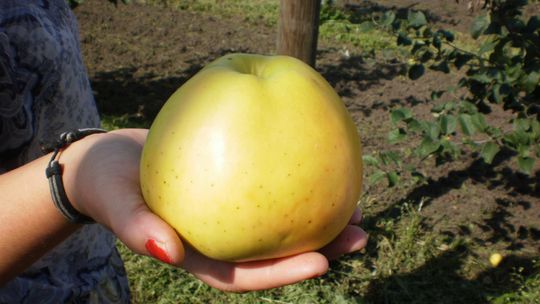 Podzielmy się jabłkami – akcja czytelników igryfino