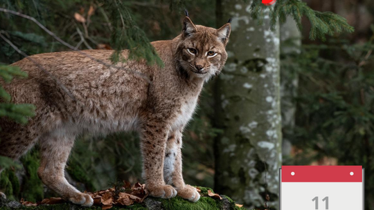 Pojawia się coraz częściej i jest uwielbiany Pojawia się coraz częściej i jest uwielbiany