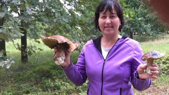 Pojawiły się pierwsze grzyby