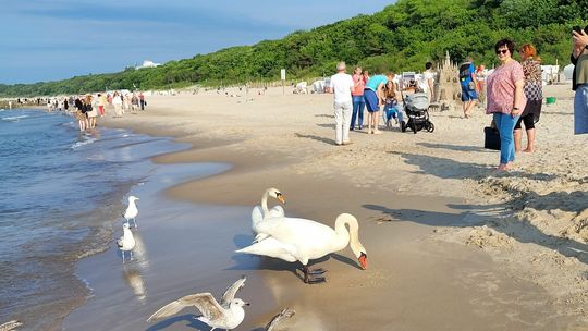 Pojechali nad morze, aby... posprzątać