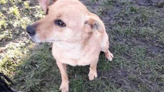 Pola po śmierci właściciela trafiła do azylu. Czeka na nowy dom