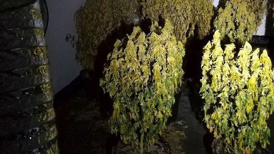 Policja pozbawiła plonów rodzimego producenta marihuany