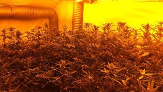 Policja zlikwidowała trzy plantacje konopi