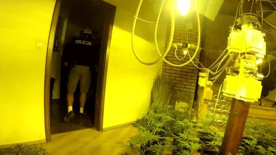 Policjanci zlikwidowali dwie nielegalne uprawy konopi