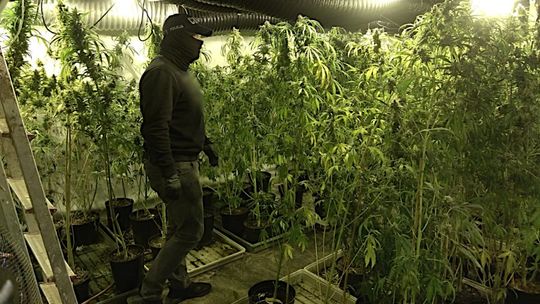 Policjanci zlikwidowali plantację konopi. Krzewy sięgały 2 metrów