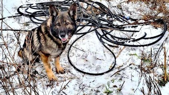 Policyjny pies doprowadził do skradzionego mienia znacznej wartości