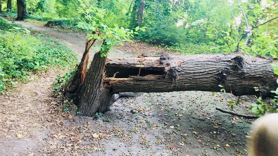 Połowicznie skuteczna interwencja - ocenia czytelnik