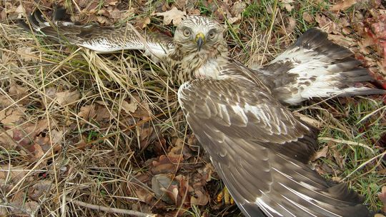 Polsat zainteresował się rannym w wypadku drogowym drapieżnikiem