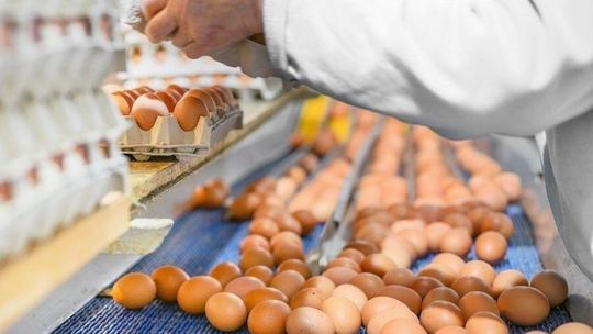 Kury zniosły nam rekordową ilość jaj. Polska należy do światowej czołówki eksporterów jaj