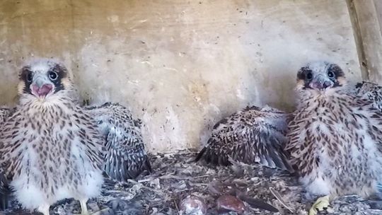 Polsko-niemiecka rodzina sokołów wędrownych w Elektrowni Dolna Odra