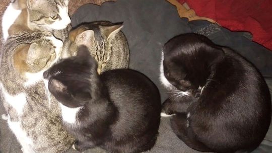 Pomóżmy pani Kindze i znajdźmy dla nich ciepły dom