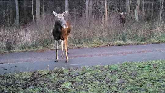 Pomyłki myśliwych to fikcja, bo rozpoznaje się cel? Badania okresowe dla polujących?