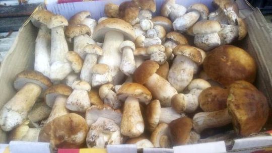 Ponad 500 grzybów znalazł dziś rano pan Andrzej!