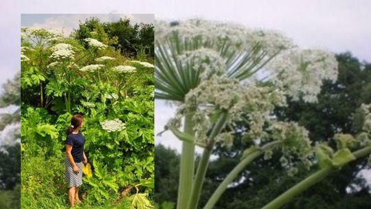 Barszcz sosnowskiego w wielu miejscach powiatu gryfińskiego. Co robić?