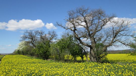 Postawmy na jadalne kasztany