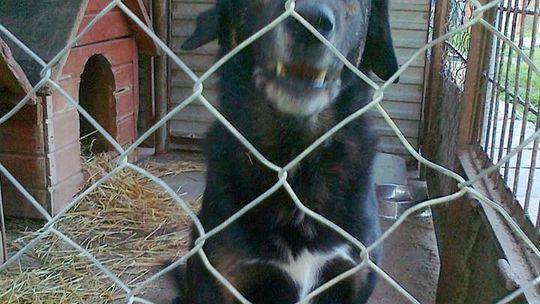 Poszukują domu. Czy ktoś da im szansę?