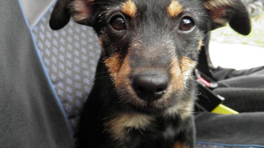 Poszukujemy nowego domu dla porzuconego szczeniaka