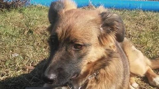 Potrącił psa i nawet się nie zatrzymał. Zbieramy na operację Saby