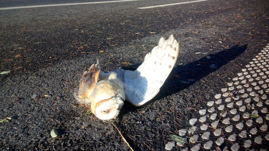 Potrącił sowę ciężarówką. Nie odjechał. Szukał pomocy dla rannego ptaka