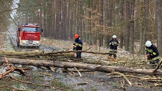 Powalone drzewa zablokowały przejazd