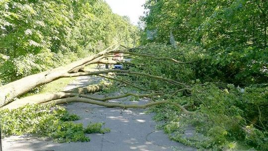 Powalone drzewo zablokowało drogę