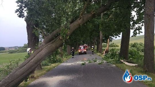 Powalone i połamane drzewa to efekt wichury, która przeszła nad regionem