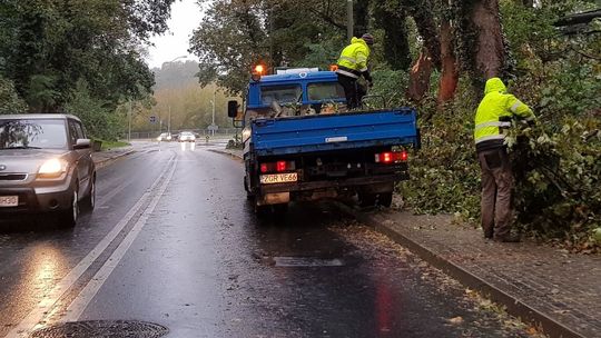 Powiało i drzewa powywracało 