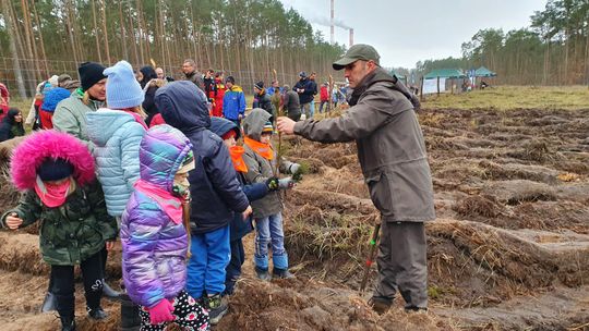 Powstaje nowy Krzywy Las. Pierwsze sadzonki sosen już rosną... [ZDJĘCIA]