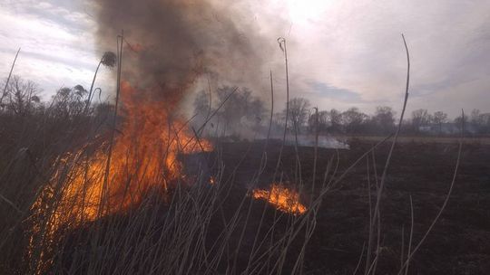Pożar kilku hektarów nieużytków
