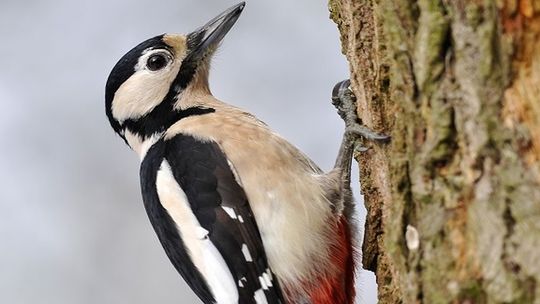 Poznamy rodzime gatunki dzięciołów