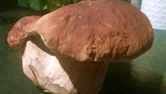 Prawdziwki pani Wioletty